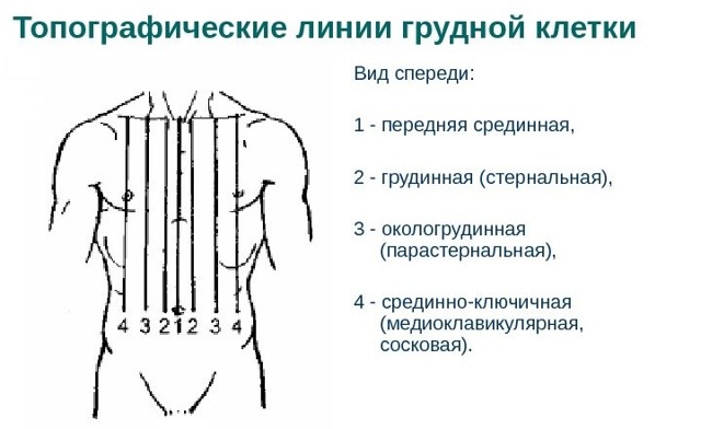 Топография грудной клетки. Границы грудной клетки