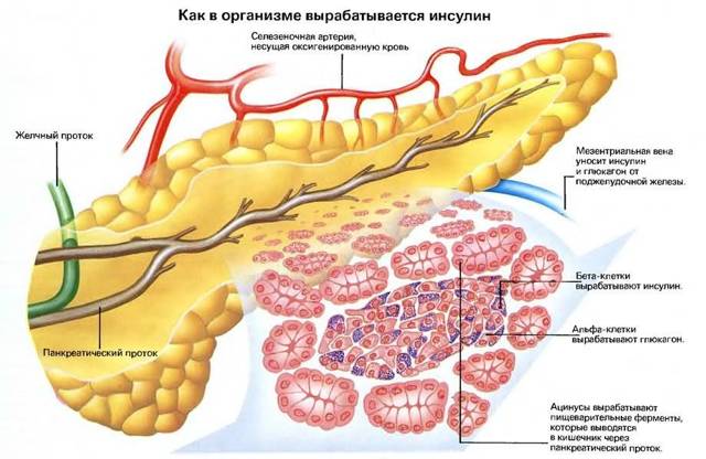 Пониженный инсулин и его симптомы