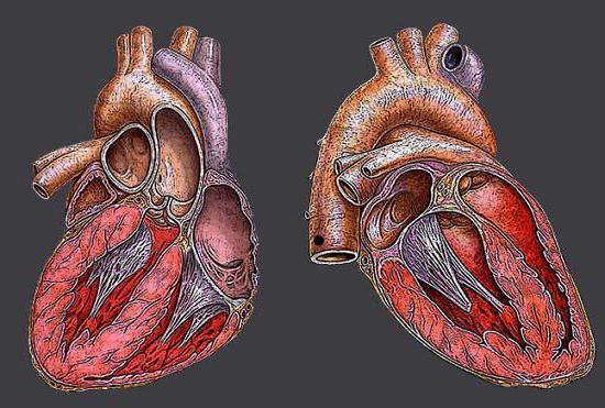 Сердце человека: анатомическое строение, функции, принцип работы