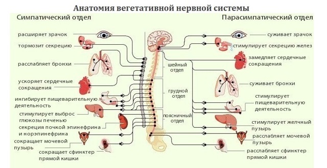 Вегето сосудистая дистония (всд): как избавиться, лечение, симптомы, признаки и причины
