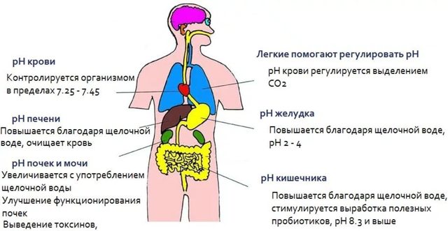 Анализ PH крови — как определить уровень КЩБ, причины повышения и понижения
