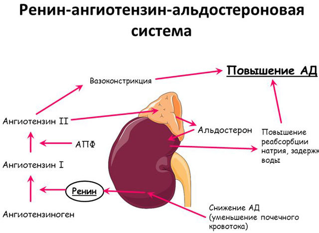 Ингибиторы АПФ: список препаратов при гипертонии. Ингибиторы АПФ – что это такое?