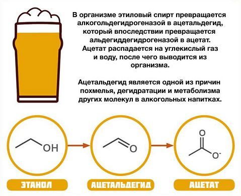 Сколько держится алкоголь в крови: срок вывода, советы