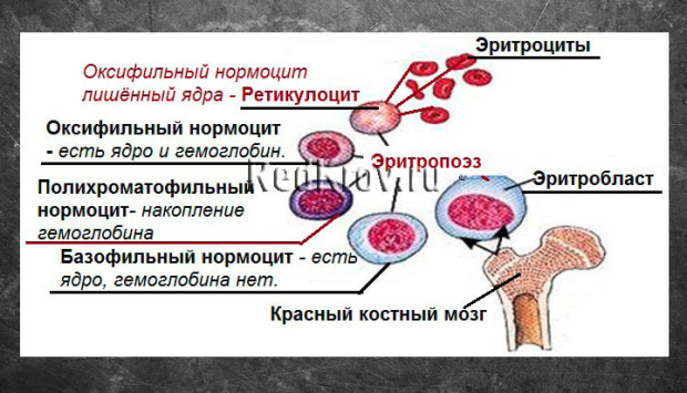 Эритроцит: строение, форма и функции. Строение эритроцитов человека