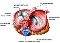 Трикуспидальная регургитация — степени и лечение