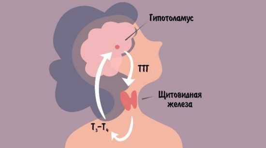 Анализ крови на ТТГ: подготовка, проведение и расшифровка результатов