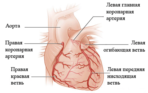 Кальциевые бляшки в сердце - Все про гипертонию