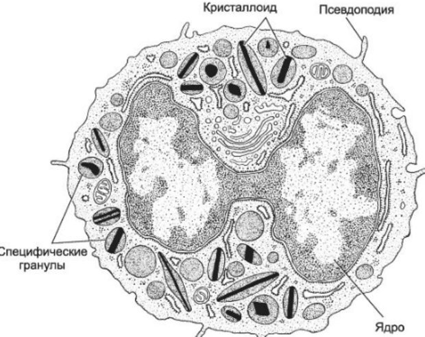Что делать, если у ребенка повышенные эозинофилы