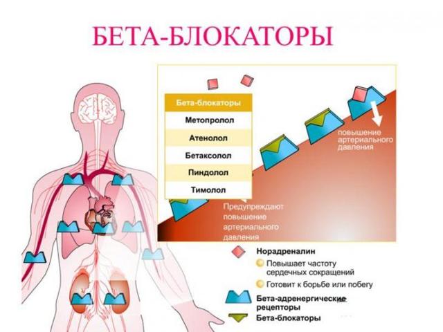 Бета-блокаторы: список препаратов. Сайт о лечении гипертонии. Учим, как снизить давление до нормы