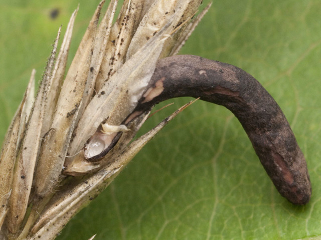 Достинекс для прекращения лактации - инструкция по применению, отзывы