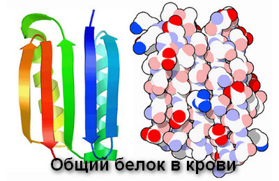 Общий белок в крови: норма у женщин и мужчин, причины повышенного и пониженного значения