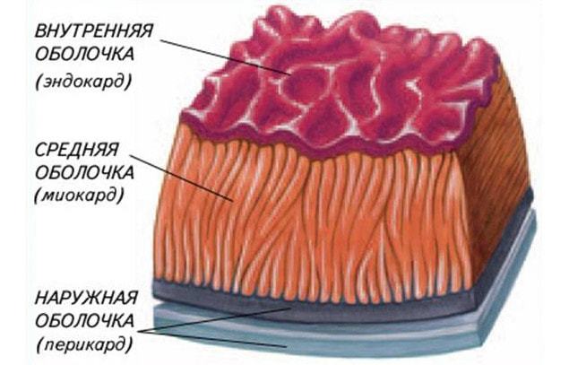 Сердце человека: анатомическое строение, функции, принцип работы