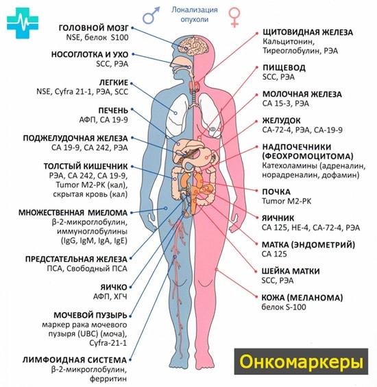 Анализ крови на онкомаркер: нормы для мужчин и женщин, таблица видов онкомаркеров