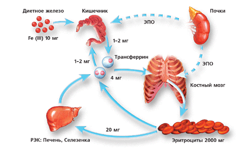 Железодефицитная анемия, симптомы и лечение