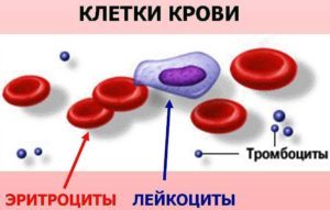 Как Повысить Лейкоциты в Крови