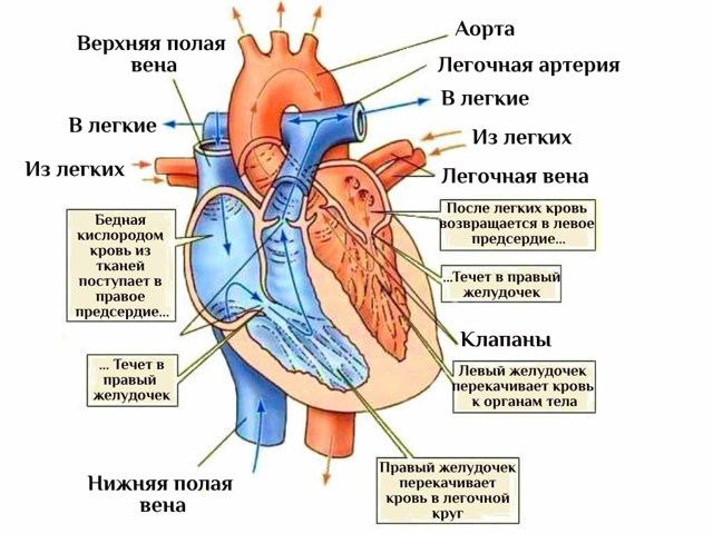 Сердце человека: анатомическое строение, функции, принцип работы