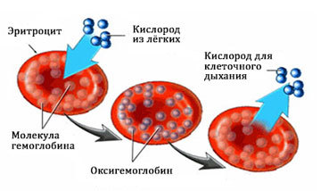 Гемоглобин у мужчин: норма в крови и что означает высокий и низкий уровень?