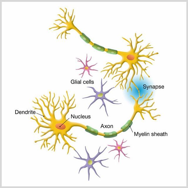 Глиоз головного мозга, что это такое, прогноз жизни, очаги в белом веществе