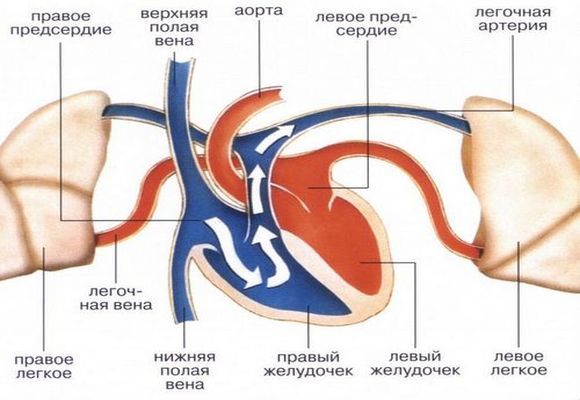 Тромбоэмболия: виды, причины, симптомы артериальной и венозной, лечение