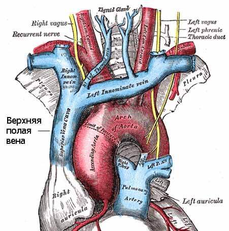 Верхняя полая вена — Карта знаний