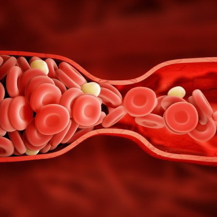 Процесс обновления крови особенности женского и мужского организма. - Энциклопедия Здоровья