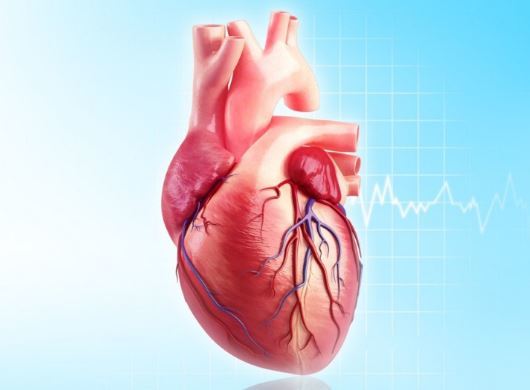 Нагрузка на левое предсердие - Все про гипертонию