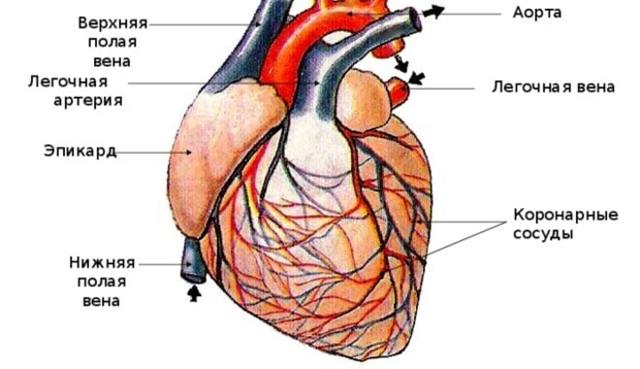 Как почистить сосуды в домашних условиях быстро и эффективно
