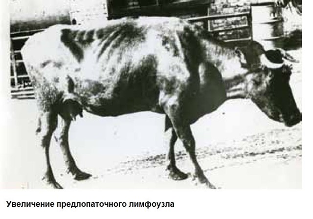 Профилактика лейкоза, Меры борьбы с лейкозом - Лейкоз скота