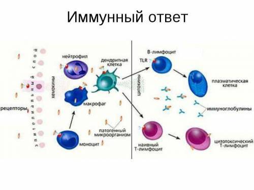 Лейкоциты в крови в норме: где образуются, разновидности, подсчет и функции
