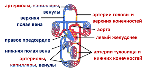 Работа сердца и сосудов. Систола и диастола в строении сердца.