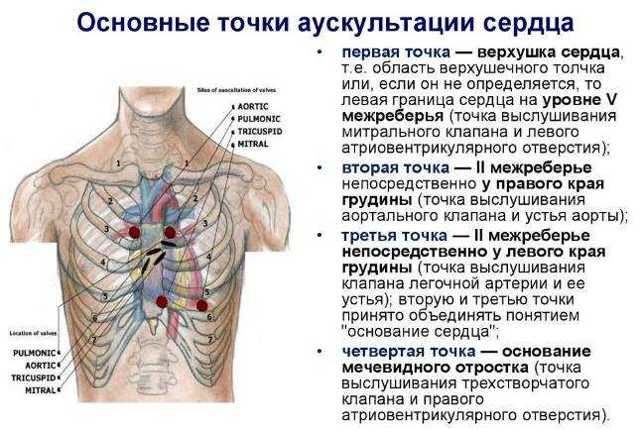 Методика аускультации сердца.