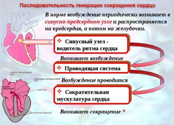 Миграция водителя ритма по предсердиям: что это такое, симптомы и лечение
