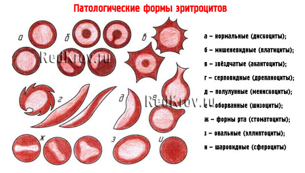 Эритроцит: строение, форма и функции. Строение эритроцитов человека