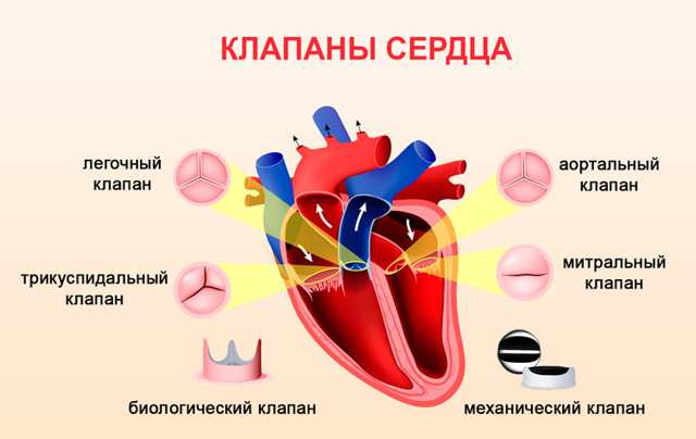Болезни сердца: список и симптомы, лечение