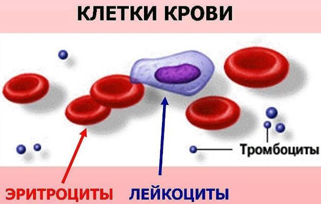 Тромбоциты - что это такое, норма, за что отвечают
