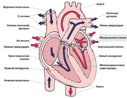Сердечный клапан не закрывается до конца