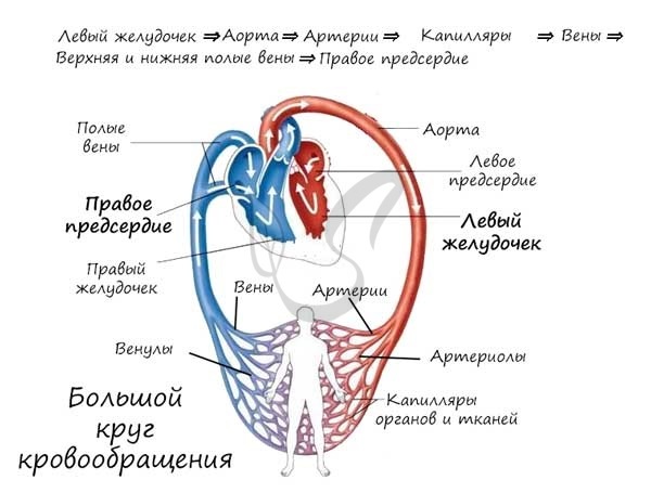 К малому кругу кровообращения относят легочное вену почему? - Школьные Знания.com