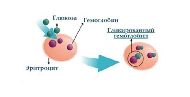 Норма гликированного гемоглобина при сахарном диабете