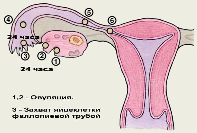 Болит левый бок внизу живота у женщин - узнайте все о причинах болей внизу живота