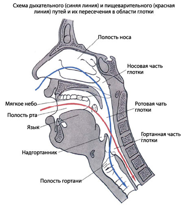 Фарингит у взрослых – симптомы и лечение фарингита у взрослых