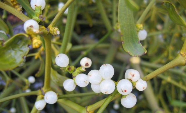 Как избавиться от гипертонии навсегда