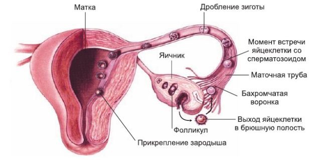 Кровь на трусиках: как отличить имплантацию от менструации