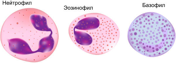 Лейкоциты в крови в норме: где образуются, разновидности, подсчет и функции