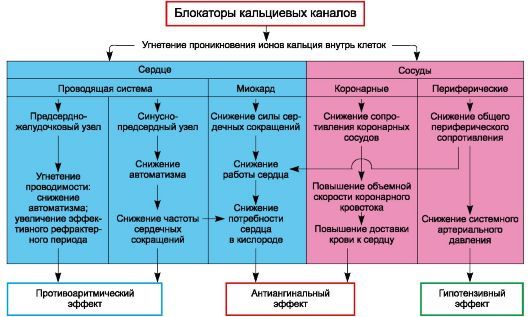Блокаторы кальциевых каналов