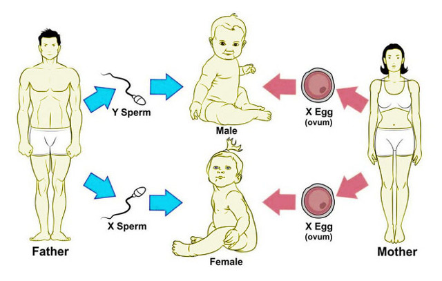 Как обозначается группа крови при сдаче анализов?