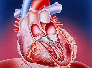 Инфаркт задней стенки сердца прогноз - Всё о сердце