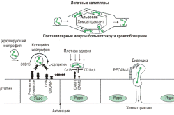 Процесс обновления крови особенности женского и мужского организма. - Энциклопедия Здоровья