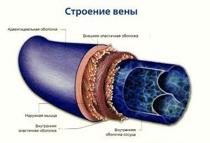 Венозная система человека: схема, анатомия и функции
