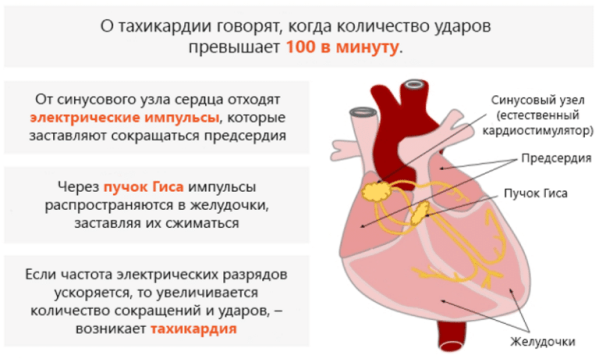 Пульс лежа пульс стоя норма - Лечение гипертонии