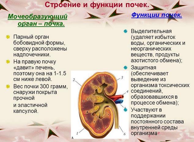 Сахарный диабет и почки, осложнения на почти от СД